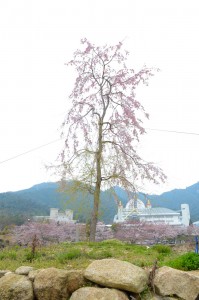 20160401ギオンシダレザクラ　一重白彼岸枝垂桜 (2)